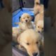 Golden Retriever Puppies 2022 Best Clips!
