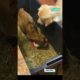 Golden Retriever Shares Toy With Zebu Calf 🐄