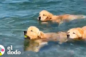 Golden retrievers enseñan a nadar a su hermano cachorro | El Dodo