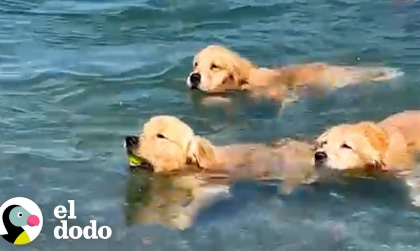 Golden retrievers enseñan a nadar a su hermano cachorro | El Dodo
