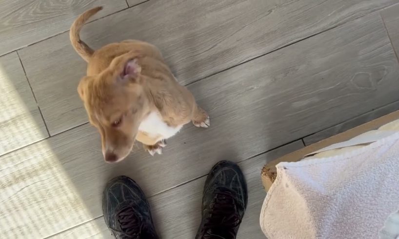 Good morning from Nala and Zena 😃😍- Takis Shelter