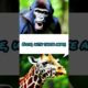 Gorilla VS Giraffe   Most Hilarious Wild Animal Fights of All Time
