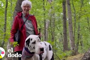 Gran danés encuentra una nueva abuela en su ruta que recorre todos las semanas | El Dodo