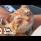 Guy Rescues Kitten From Dumpster | The Dodo