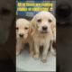 HOW CUTE THESE PUPPIES ARE ❤️💯💯,, they all are looking same, #cute #puppies #viral #youtube #short