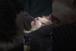 Heart Touching Cat Rescue Video #shorts