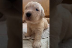 Hello, it’s me, the cutest puppy! 🥰🐾 #shorts #puppy #dog #doglover #cute #goldenretriever #cutedog