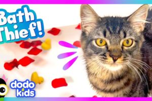 Help! There’s A Cat In This Bath! | Dodo Kids | Animal Videos