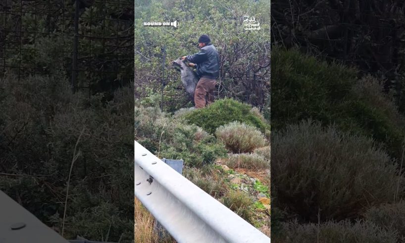 Helpful Hero Rescues Goat Stuck In Fence