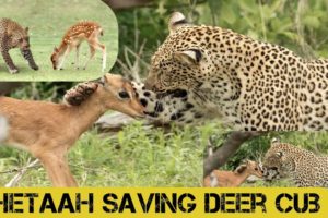 "Heroic Cheetah Rescues Deer: A Heartwarming Wildlife Encounter #animals #wildlife