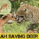 "Heroic Cheetah Rescues Deer: A Heartwarming Wildlife Encounter #animals #wildlife