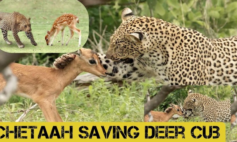 "Heroic Cheetah Rescues Deer: A Heartwarming Wildlife Encounter #animals #wildlife