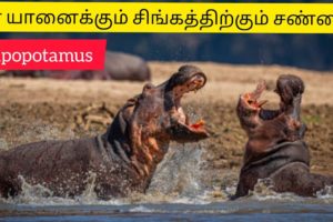 Hipopotamus fight with Lion to save thier baby/wild Animal fight