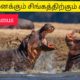 Hipopotamus fight with Lion to save thier baby/wild Animal fight