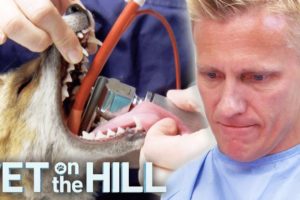 Horror On The Surgery Table 🫣😨 | Bondi Vet Compilation | Bondi Vet