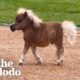 Horse Is Smaller Than His Golden Retriever Siblings | The Dodo