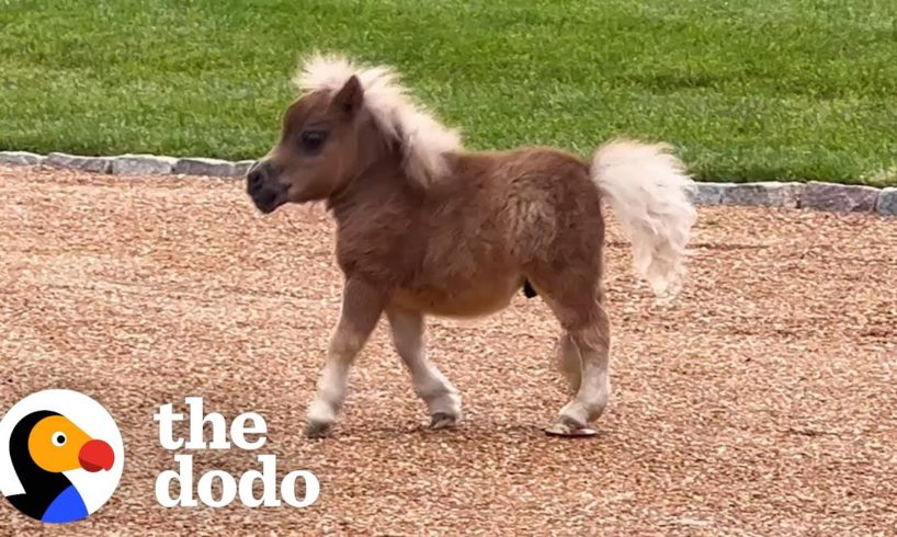 Horse Is Smaller Than His Golden Retriever Siblings | The Dodo