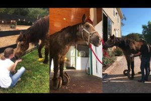 Horse Rescued After 10 Years of Abuse & Imprisonment || The Tragic Story Of Thaddeus