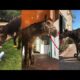 Horse Rescued After 10 Years of Abuse & Imprisonment || The Tragic Story Of Thaddeus