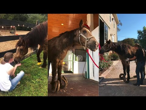 Horse Rescued After 10 Years of Abuse & Imprisonment || The Tragic Story Of Thaddeus