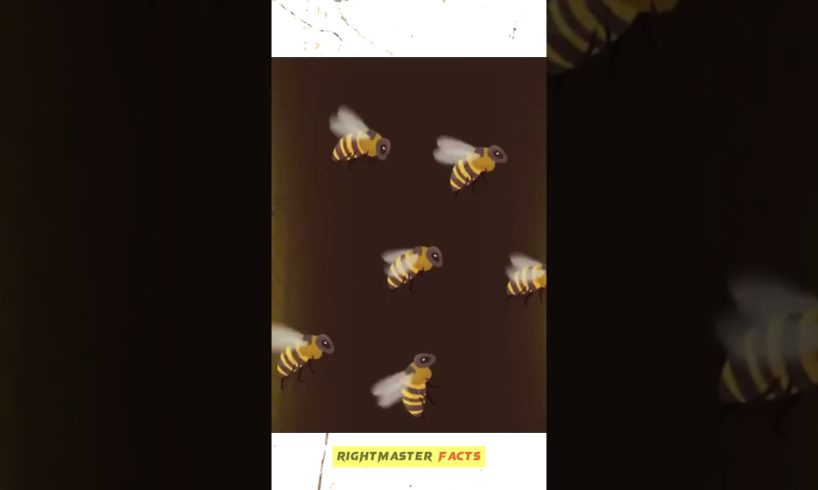 How Bees Kill A Giant Hornet😳😱 by @RightMasterFacts #ytshorts #viral #shorts