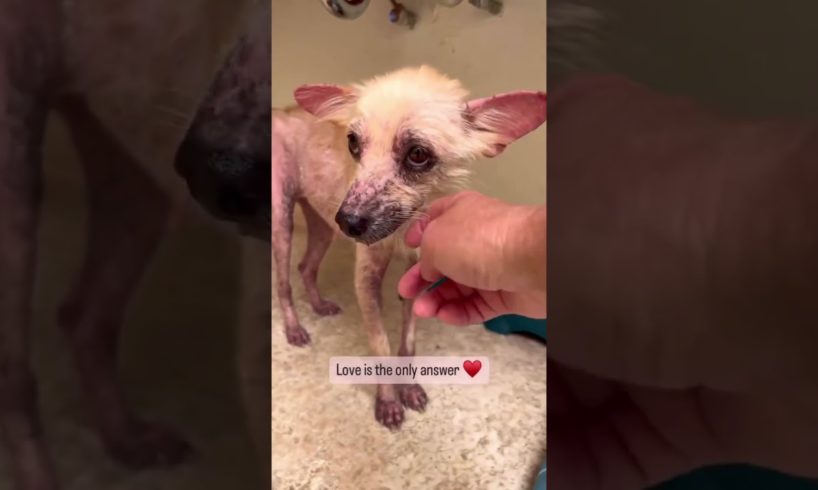 How a girl rescue a dog #youtubeshorts #viral #transformation #trendingshorts