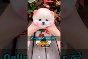 How to order Pomeranian dog | Pomeranian dog price | cute puppies price #viral #shorts #cutedog