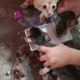 Hungry kittens can't wait to drink milk at all |