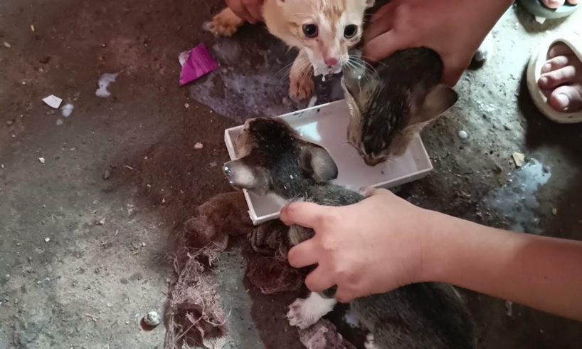 Hungry kittens can't wait to drink milk at all |