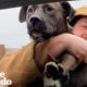 Husband Rescues Pittie Abandoned In Parking Lot | The Dodo
