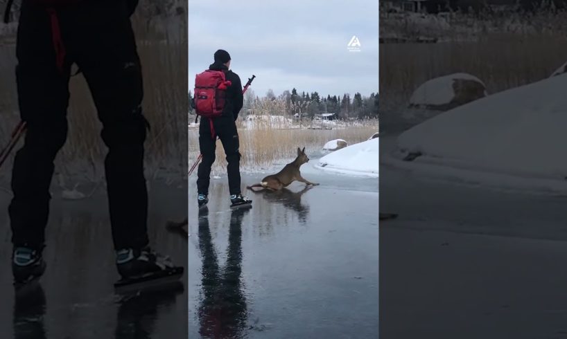 Ice Skaters Rescue Deer Trapped on Ice | People Are Awesome #shorts