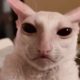 If a cat and alien had a baby