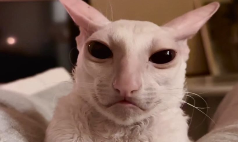 If a cat and alien had a baby