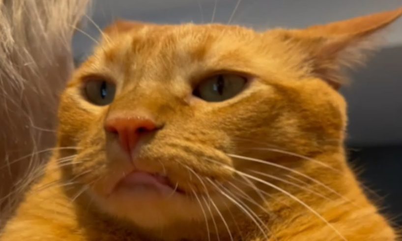 If you think cats are aloof, meet Stevie