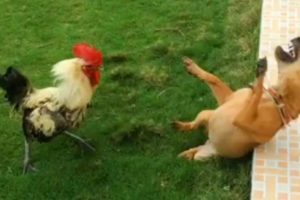 Impossible You Laugh You Lose with these FUNNIEST Animals😂🐱🐶