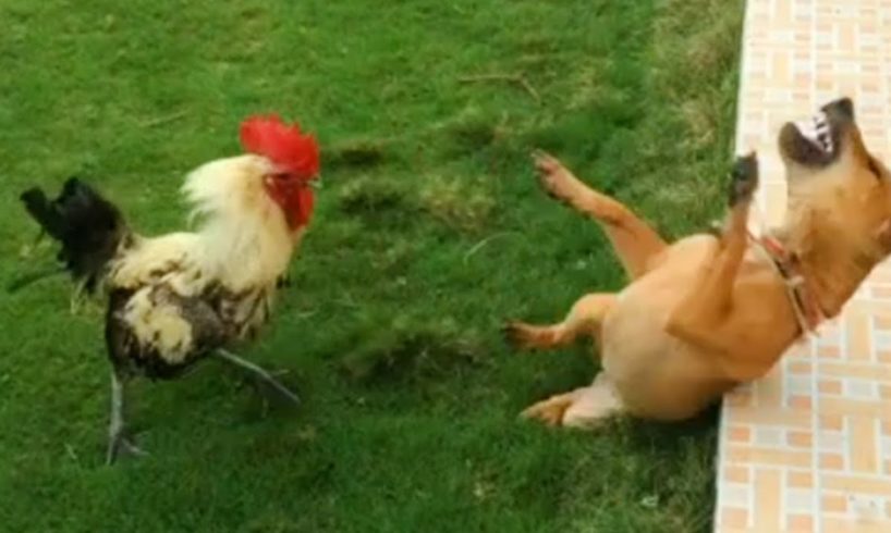 Impossible You Laugh You Lose with these FUNNIEST Animals😂🐱🐶