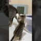 🐱In Love with the Tail | Epic Tail-Play Moments with the Resident Cat! 😍🐾#shorts