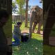 Incredible Elephant Plays the Drums!