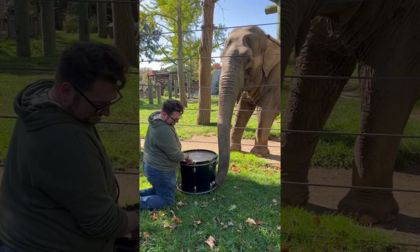 Incredible Elephant Plays the Drums!