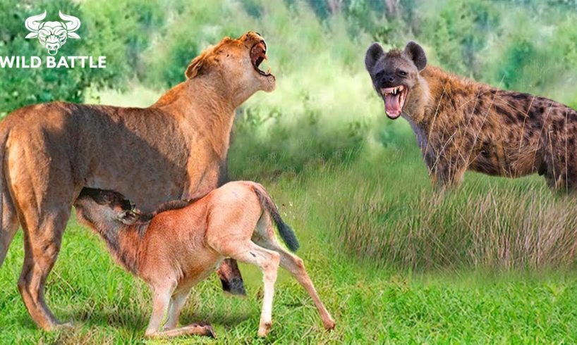 Interesting Animal Moments In The Jungle! | Animal Fight ▶ 33