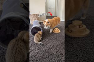 Introducing a new kitten to dogs!