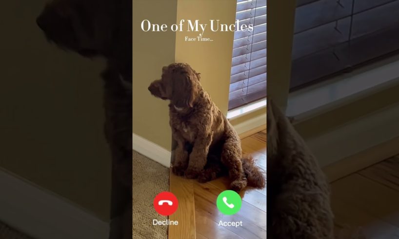 Is This The Cutest Puppy Facetiming Her Uncle Or What?