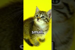 Is This The SMALLEST KITTEN Ever 😱 | Wholesome Moments