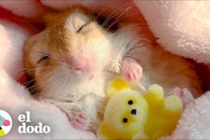 Jerbo insiste en que lo envuelvan durante sus siestas | El Dodo