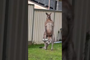 Kangaroo attacks are real #viral #animals #fact