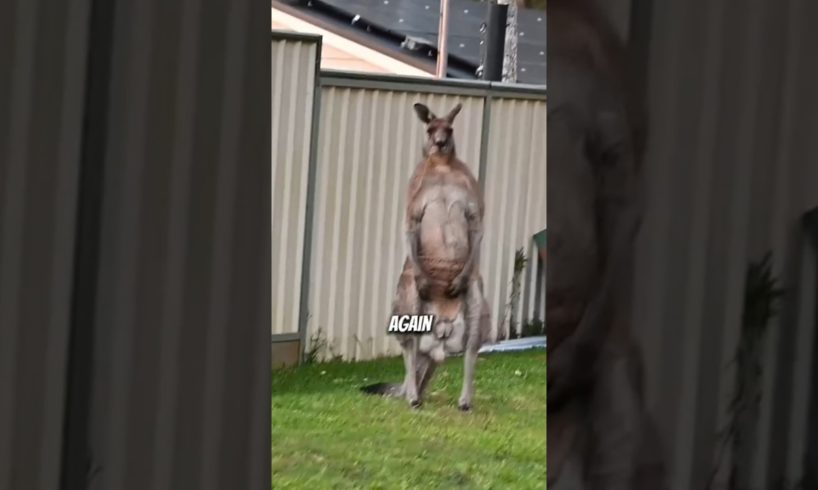 Kangaroo attacks are real #viral #animals #fact