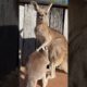 Kangaroo joey playing 'peek-a-roo' 🦘