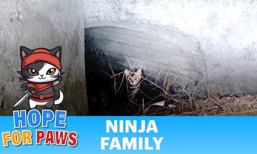 Kittens born under the freeway in a storm drain 🙀🙀🙀🙀