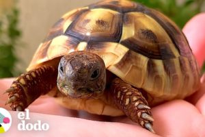 La vida si una tortuga fuera influencer de salud... | El Dodo