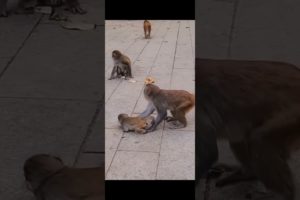 Laughing monkey 299 #animals #monkey #laughingmonkey #monkeylove #funnyshorts #monkeyvideo #shorts
